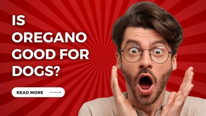 Is oregano Good for Dogs