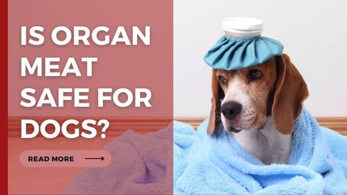 Is organ meat Safe for Dogs