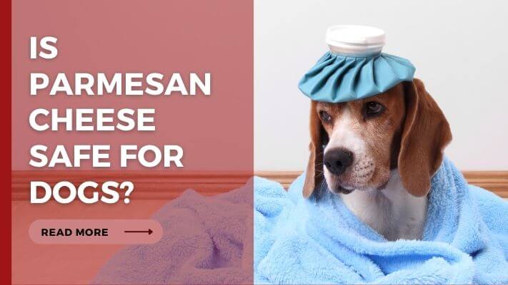 Is parmesan cheese Safe for Dogs