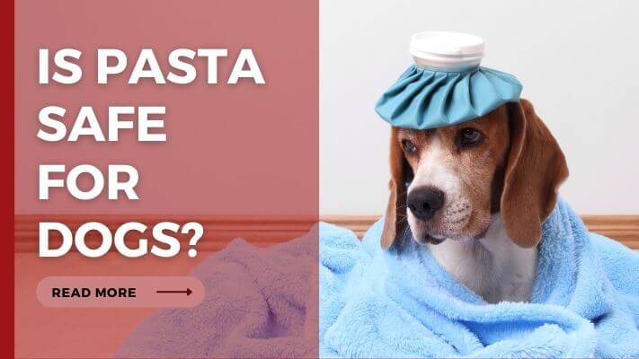 Is pasta Safe for Dogs