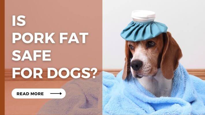 Is Pork Fat Safe for Dogs