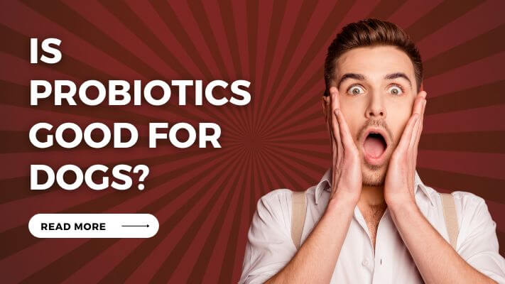 Is probiotics Good for Dogs