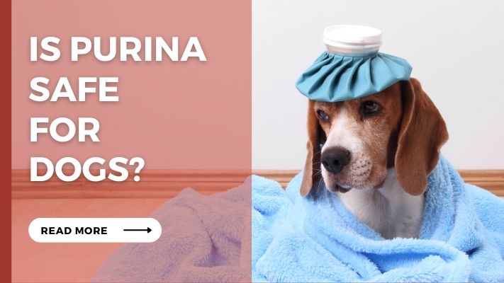 Is Purina Safe For Dogs