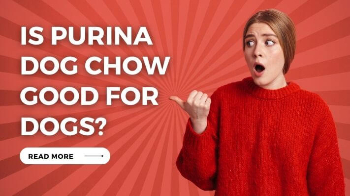 Is Purina Dog Chow Good for Dogs