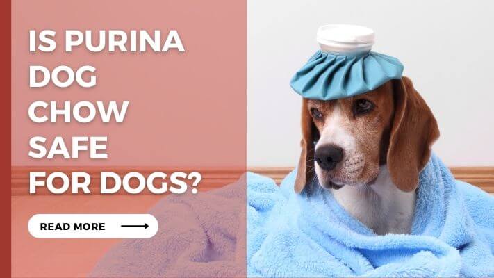 Is Purina Dog Chow Safe For Dogs