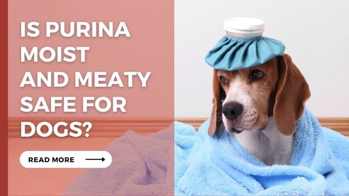 Is Purina Moist and Meaty Safe For Dogs