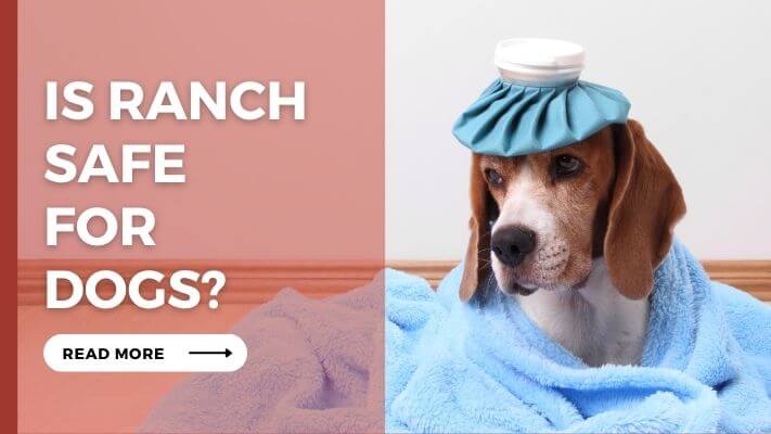 Is Ranch Safe For Dogs