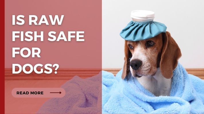 Is raw fish Safe for Dogs