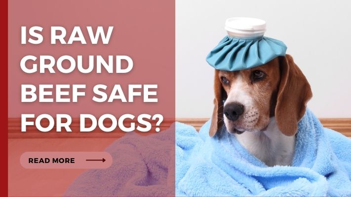 Is raw ground beef Safe for Dogs