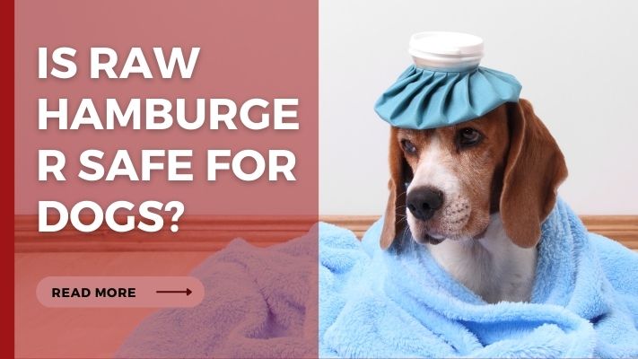 Is raw hamburger Safe for Dogs