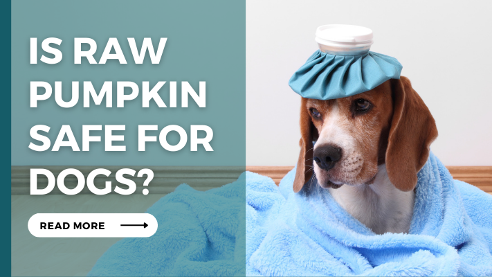 Is Raw Pumpkin Safe For Dogs?