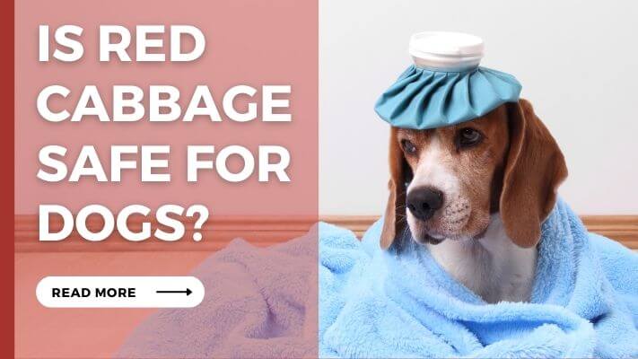 Is red cabbage Safe for Dogs