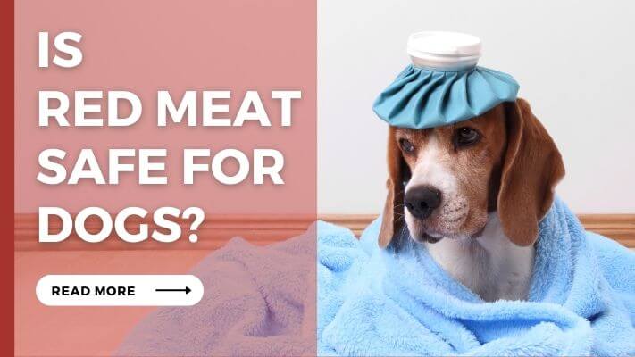 Is red meat Safe for Dogs