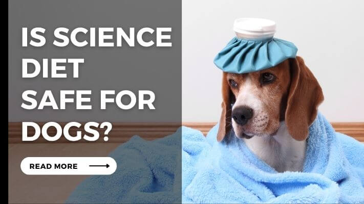 Is science diet Safe for Dogs