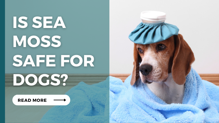 Is Sea Moss Safe For Dogs