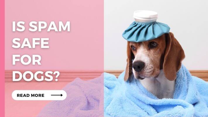 Is Spam Safe For Dogs