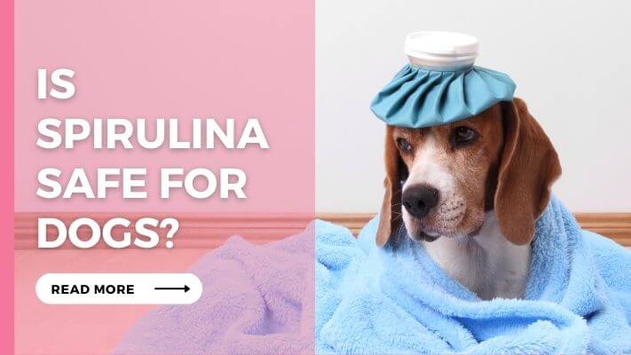 Is Spirulina Safe For Dogs