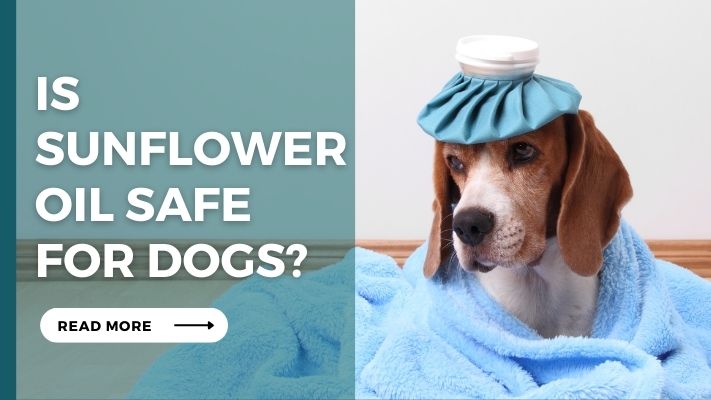 Is sunflower oil Safe for Dog