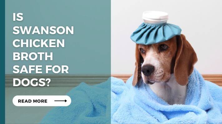 Is swanson chicken broth Safe for Dogs