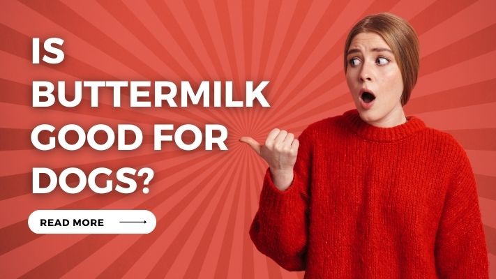 Is Buttermilk Good for Dogs