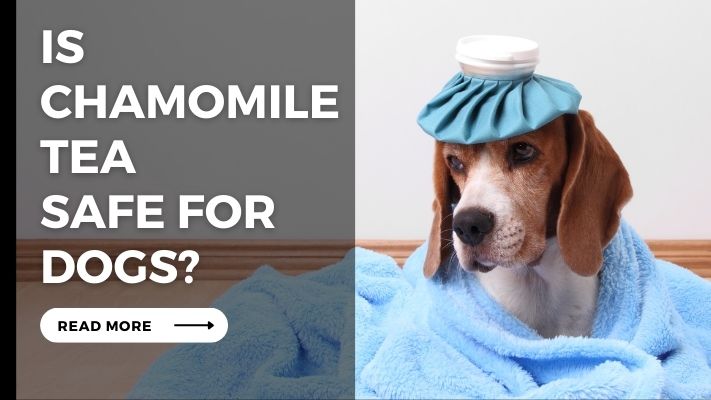 Is_Chamomile_Tea_Safe_for_Dogs