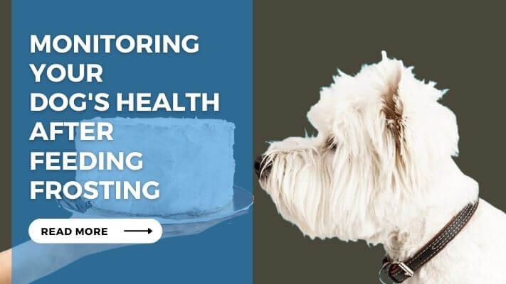 Monitoring Your Dog's Health After Feeding Frosting