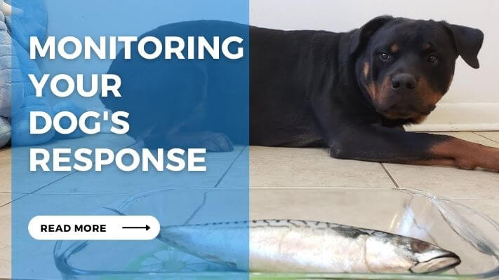 Monitoring Your Dog's Response