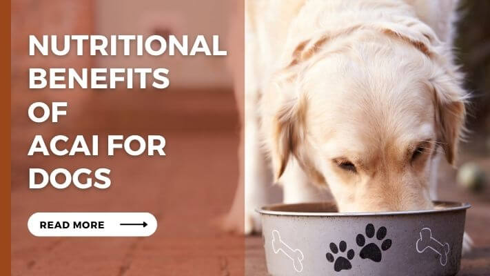 Nutritional Benefits of Acai for Dogs