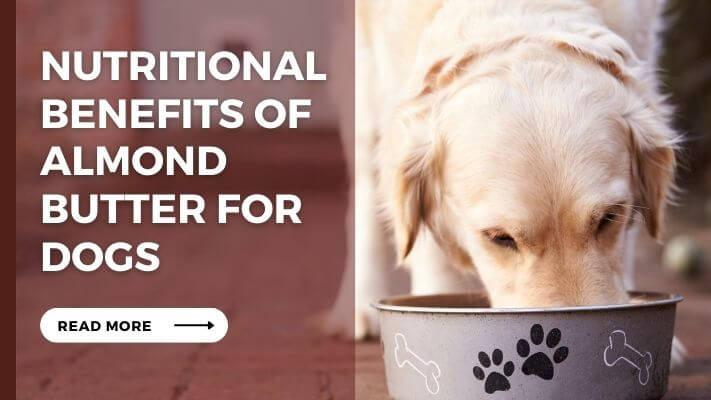 Nutritional Benefits of Almond Butter for Dogs