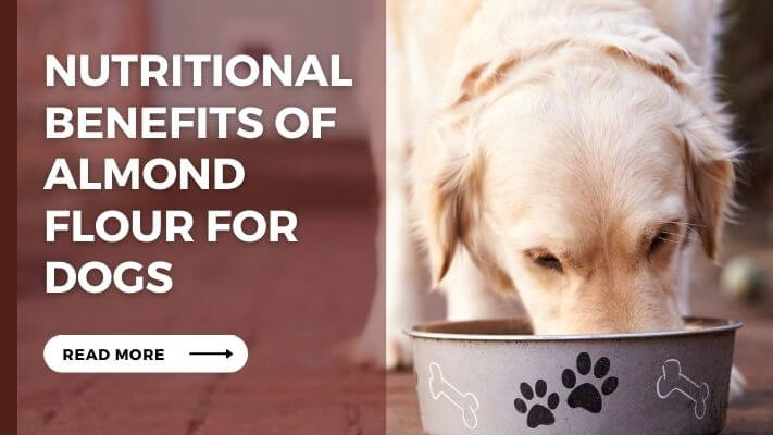 Nutritional Benefits of Almond Flour for Dogs