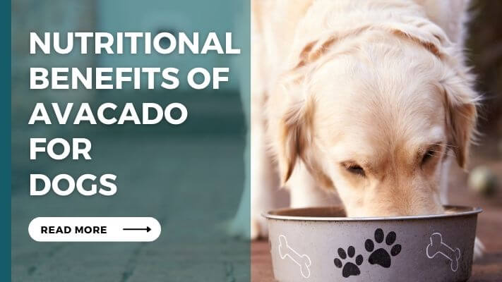 Nutritional Benefits of Avocado for Dogs