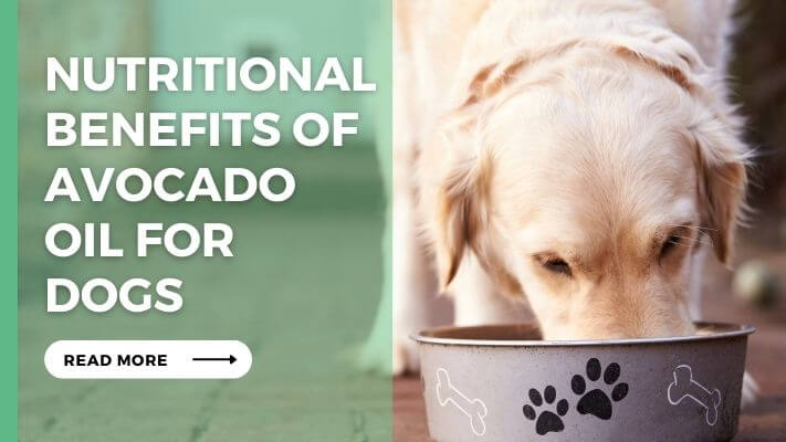 Nutritional Benefits of Avocado Oil for Dogs