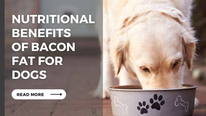 Nutritional Benefits of Bacon Fat for Dogs