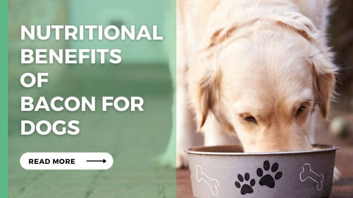 Nutritional Benefits of Bacon for Dogs