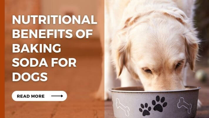 Nutritional-Benefits-of-Baking-Soda-for-Dogs