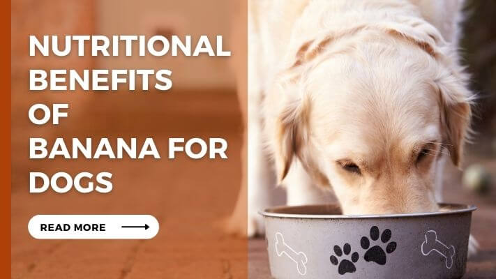 Nutritional-Benefits-of-Banana-for-Dogs