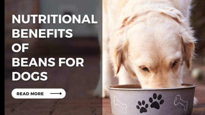 Nutritional Benefits of Beans for Dogs