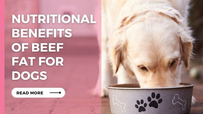 Nutritional Benefits of Beef Fat for Dogs