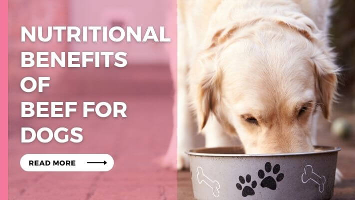 Nutritional Benefits of Beef for Dogs