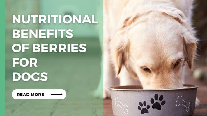 Nutritional Benefits of Berries for Dogs