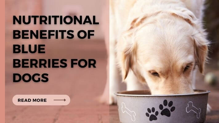 Nutritional Benefits of Blue Berries for Dogs