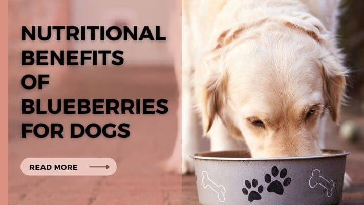 Nutritional Benefits of Blueberries for Dogs