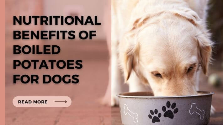 Nutritional Benefits of Boiled Potatoes for Dogs