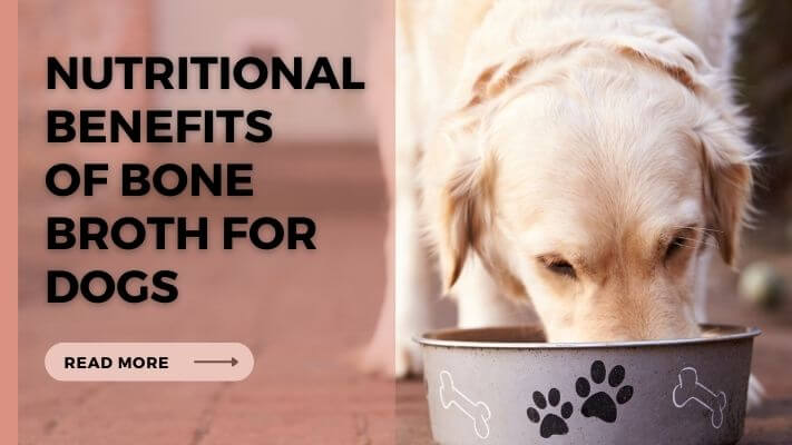 Nutritional Benefits of Bone Broth for Dogs