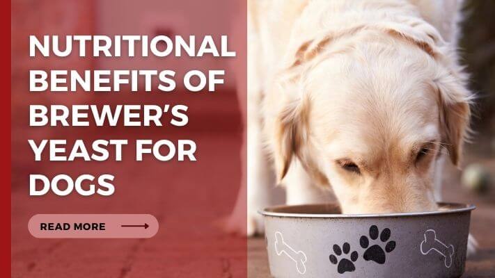 Nutritional Benefits of Brewerʼs Yeast for Dogs