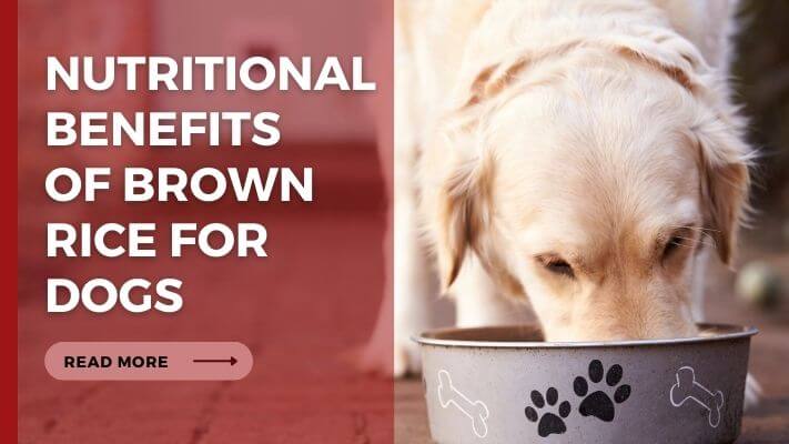 Nutritional Benefits of Brown Rice for Dogs