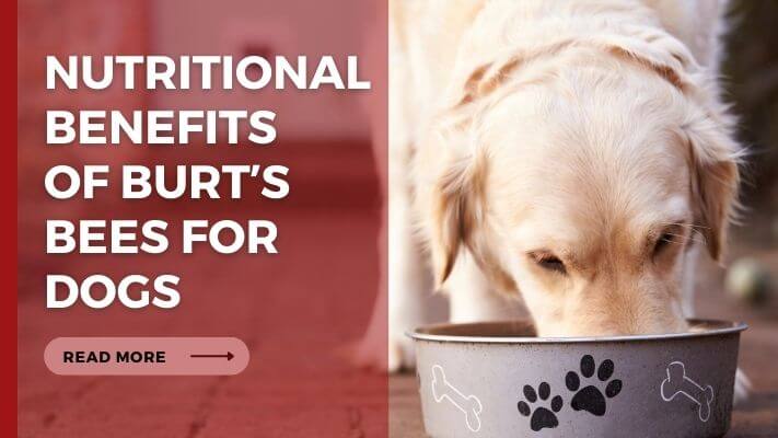 Nutritional Benefits of Burtʼs Bees for Dogs