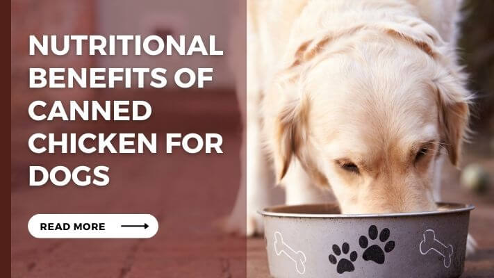 Nutritional Benefits of Canned Chicken for Dogs