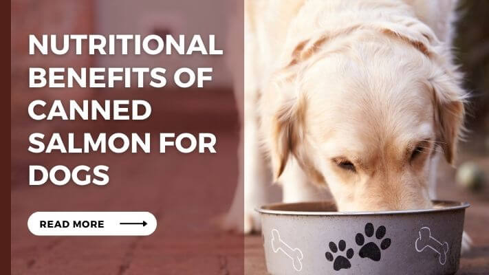 Nutritional Benefits of Canned Salmon for Dogs