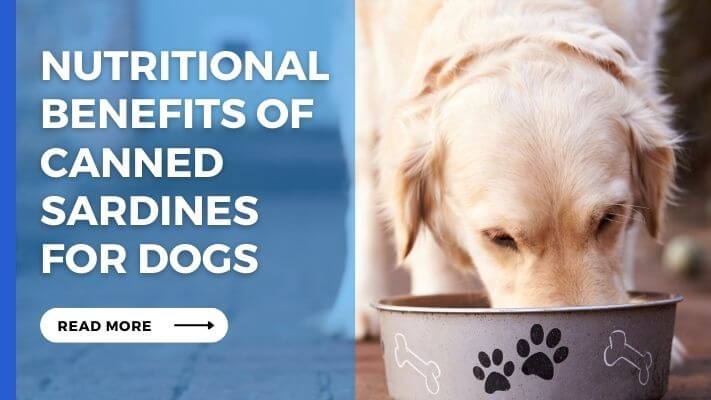 Nutritional Benefits of Canned Sardines for Dogs